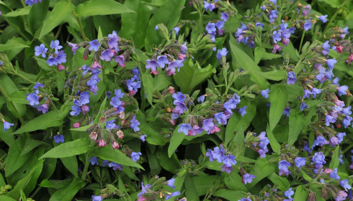 Pulmonaria angustifolia Azurea 02 (Pulmonaria dacica).jpg